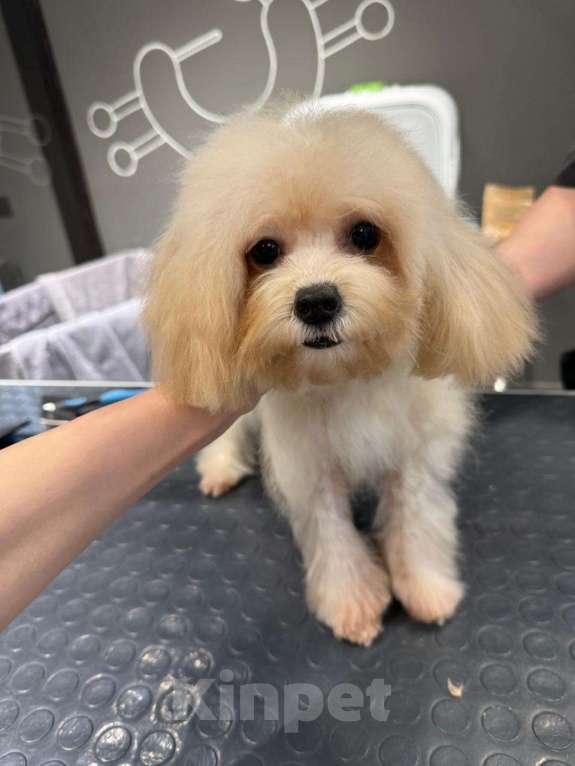 Собаки в Москве: Мальтипу микро Девочка, 100 000 руб. - фото 4