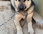 Собаки в Сургуте: Улли ищет дом, Бесплатно - фото 4