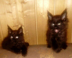 Кошки в Калуге: Правильный Мейн-кун может быть только черным, 5 000 руб. - фото 8