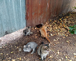 Кошки в Звенигороде: Ищем дом для красивых котят, Бесплатно - фото 1