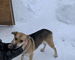 Собаки в Домодедово: Локи Мальчик, 1 руб. - фото 1