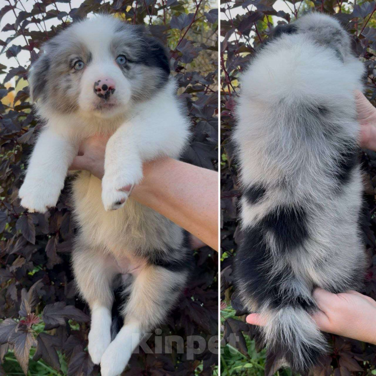 Собаки в других городах Московской области: Бордер колли шоколадные и мраморные мальчики Мальчик, 80 000 руб. - фото 8