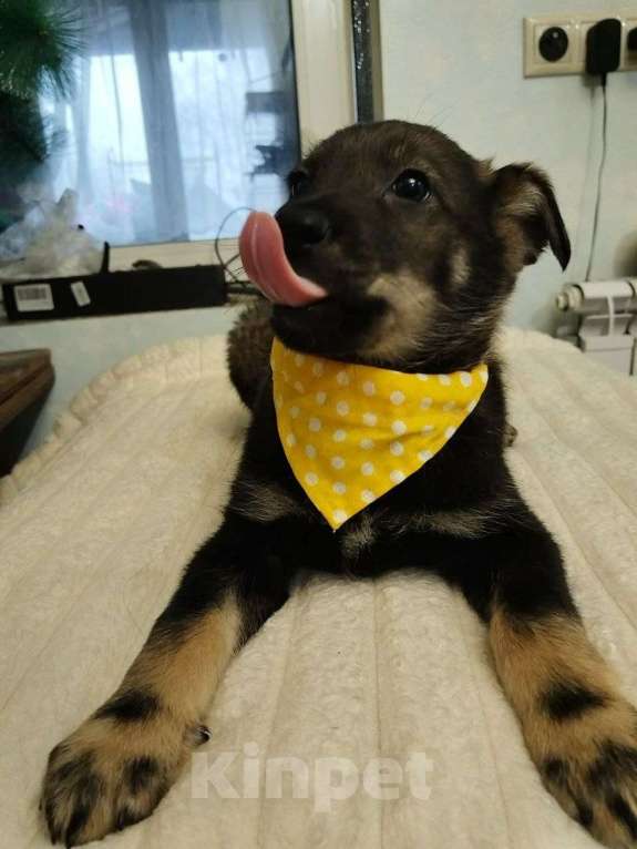 Собаки в Москве: Милые щенки  Мальчик, Бесплатно - фото 3