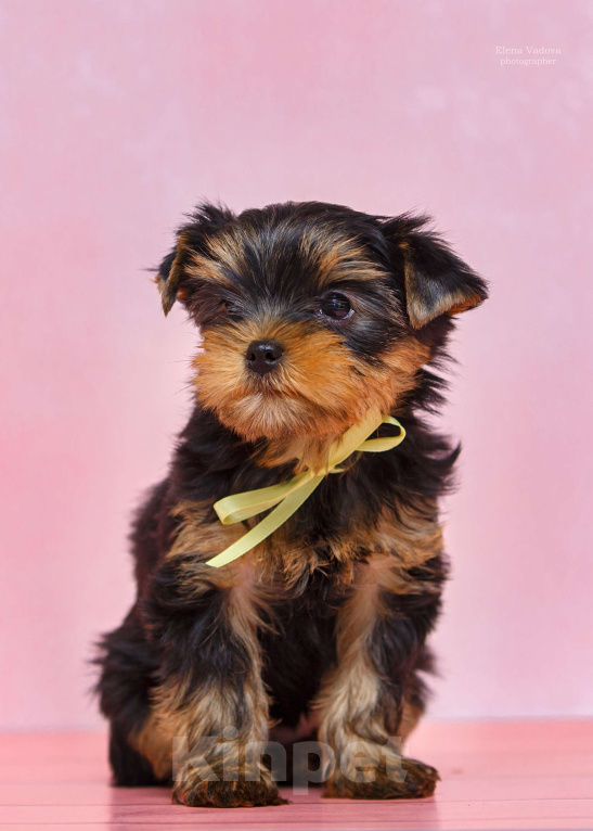 Собаки в Ульяновске: Щенки йоркширского терьера Девочка, Бесплатно - фото 3