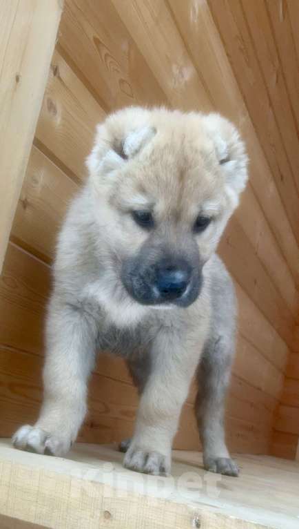 Собаки в Медвежьегорске: Продам щенков Мальчик, Бесплатно - фото 5