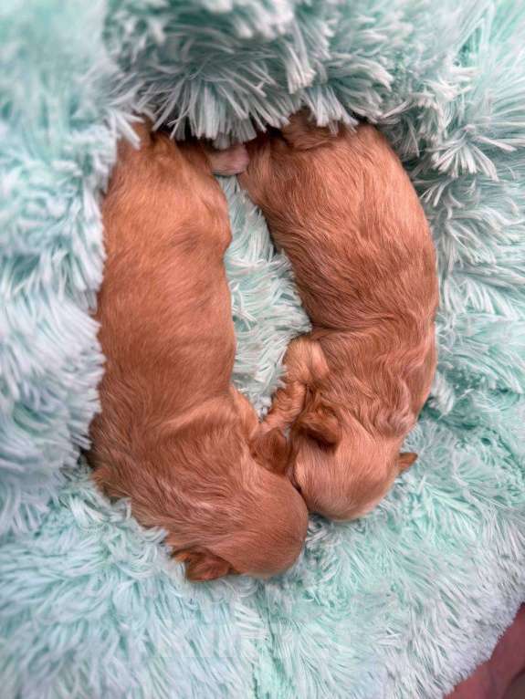 Собаки в Москве: Девочки мальтипу Девочка, Бесплатно - фото 4