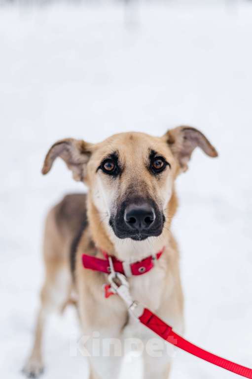 Собаки в Москве: Самая вежливая собака - Герда ищет дом Девочка, Бесплатно - фото 6