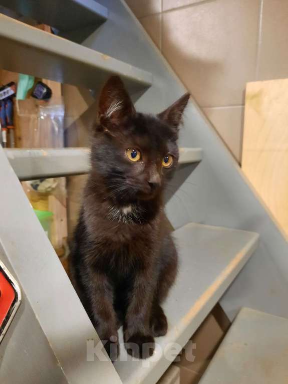 Кошки в Лобне: Чёрный котик с белым пятнышком Мальчик, Бесплатно - фото 3