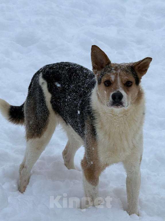 Собаки в других городах Владимирской области: Красавица Алиса в поисках семьи Девочка, Бесплатно - фото 1
