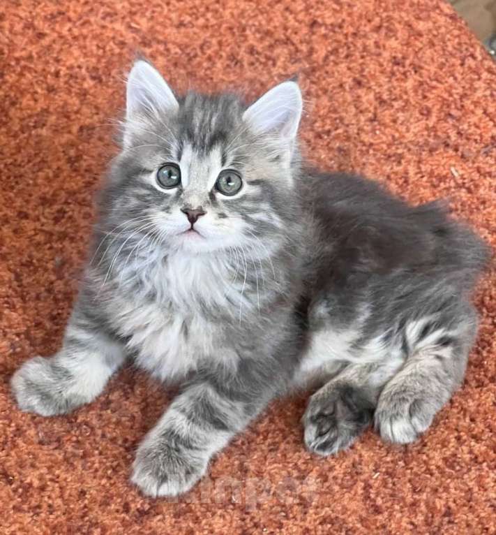 Кошки в других городах Московской области: котята курильского бобтейла Разнополые, Бесплатно - фото 1