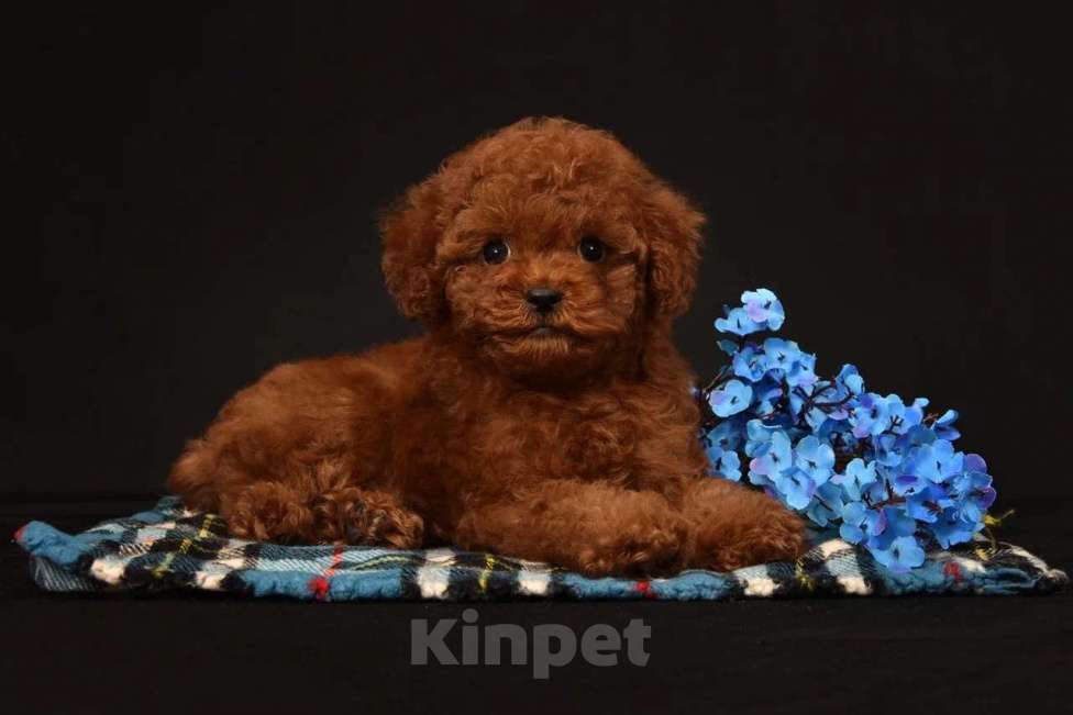 Собаки в других городах Московской области: Щенок мальчик Тедди Пудель Мальчик, 150 000 руб. - фото 2