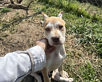 Собаки в Краснодаре: Щенок питбуль Мальчик, 60 000 руб. - фото 1