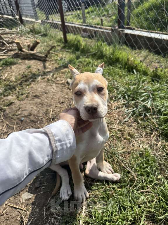 Собаки в Краснодаре: Щенок питбуль Мальчик, 60 000 руб. - фото 1
