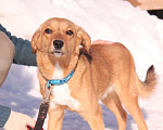 Собаки в Балашихе: Милый ласковый пёсик 1,5 г из приюта Мальчик, Бесплатно - фото 6