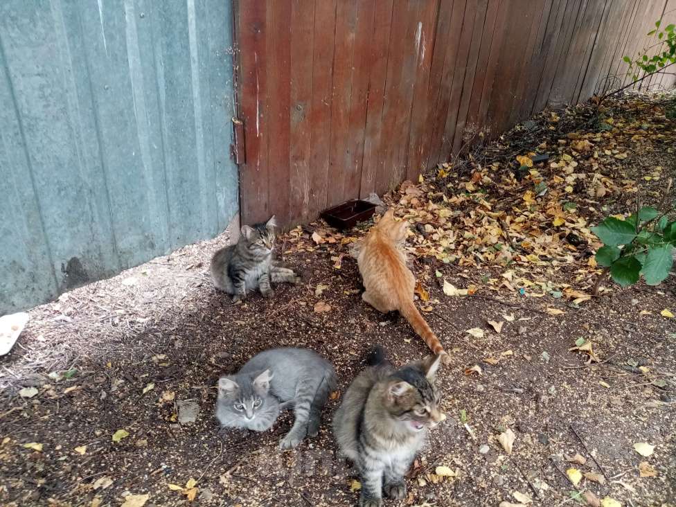 Кошки в Звенигороде: Ищем дом для красивых котят, Бесплатно - фото 1