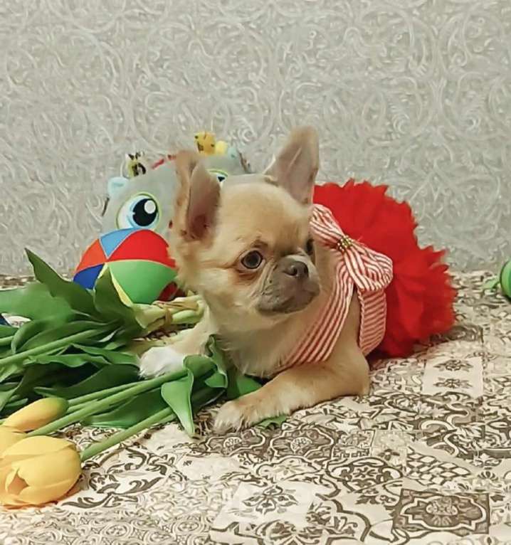 Собаки в Новосибирске: Девочка Чихуахуа  Девочка, Бесплатно - фото 1