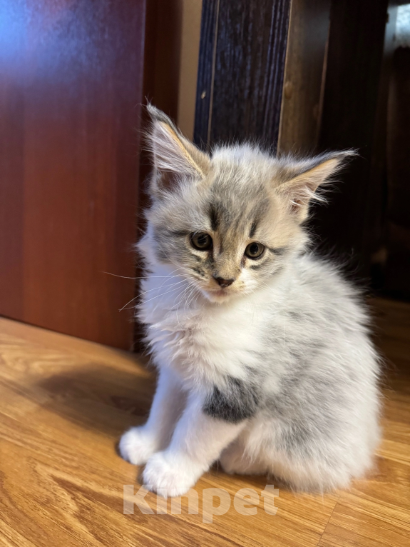 Кошки в Челябинске: Мила  Девочка, 10 000 руб. - фото 2