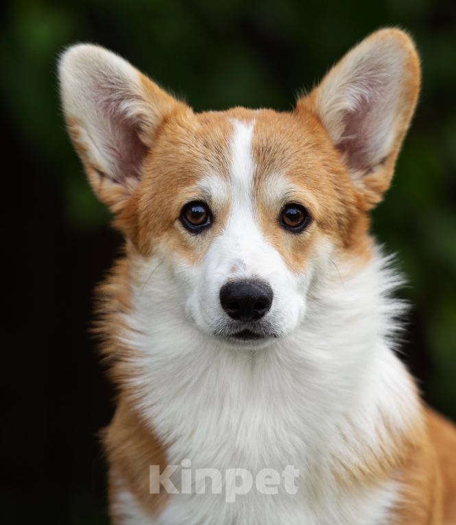 Собаки в Нижнем Новгороде: Питомник предлагает щенков вельш корги пемброк Мальчик, 40 000 руб. - фото 3