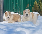 Собаки в Пскове: Среднеазиатская овчарка щенок алабай Мальчик, 60 000 руб. - фото 5
