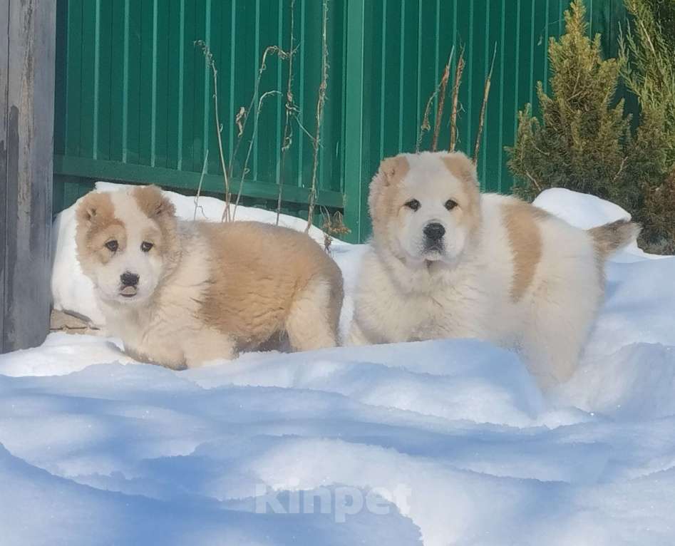Собаки в Пскове: Среднеазиатская овчарка щенок алабай Мальчик, 60 000 руб. - фото 5