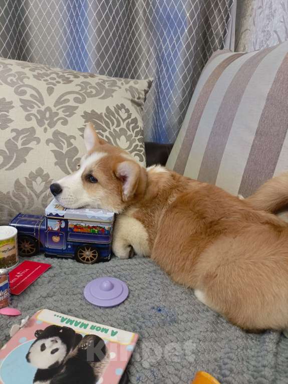 Собаки в Новороссийске: Вельш корги пемброк  Мальчик, 60 000 руб. - фото 2