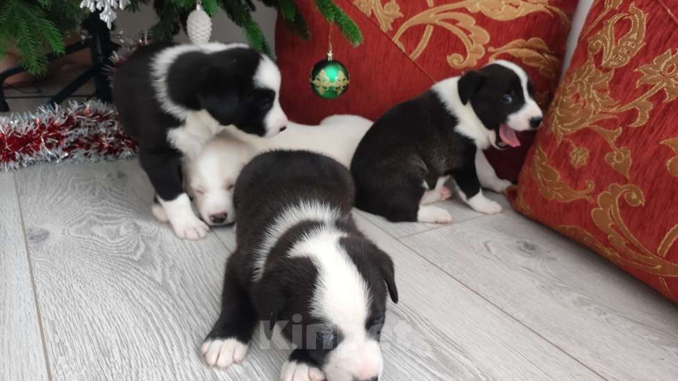 Собаки в Липецке: Бордер колли митис (красавчек 1) Мальчик, 15 000 руб. - фото 2