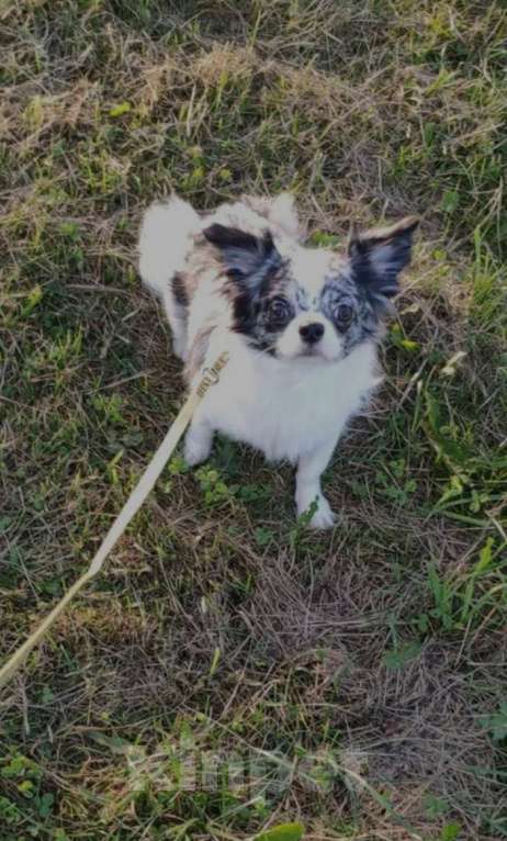 Собаки в Клине: Кобели чихуахуа для вязки Мальчик, Бесплатно - фото 3