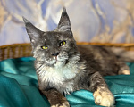 Кошки в Москве: Голубо-кремовая черепаховая девочка, мейн-кун, котенок Девочка, 40 000 руб. - фото 2