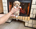 Собаки в Новосибирске: Щенок мальтипу девочка, доставка Девочка, 100 000 руб. - фото 3