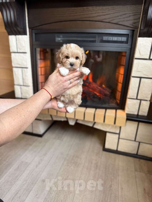 Собаки в Новосибирске: Щенок мальтипу девочка, доставка Девочка, 100 000 руб. - фото 3