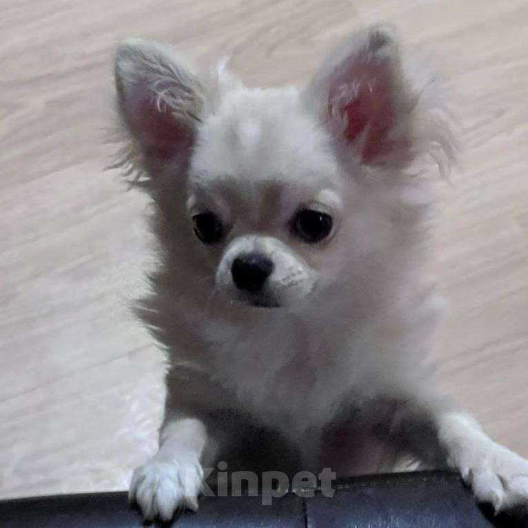 Собаки в Москве: Чихуахуа мальчик Мальчик, 50 000 руб. - фото 2