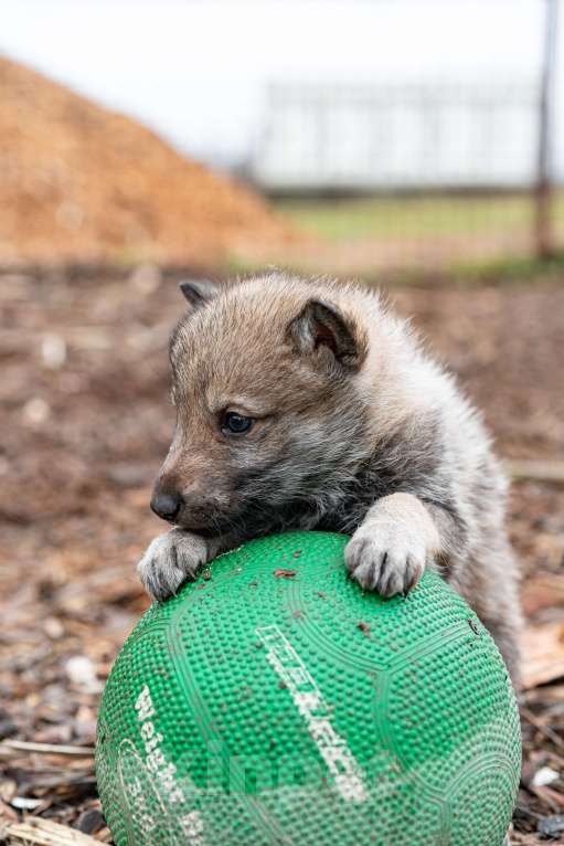 Собаки в Рязани: Девочка чехословацкого влчака Мальчик, 100 000 руб. - фото 4