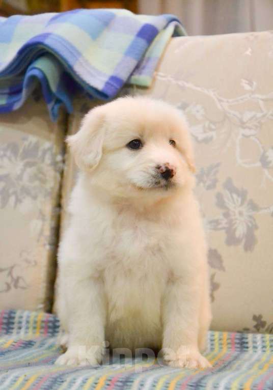 Собаки в Москве: Белая Швейцарская Овчарка щенок  Мальчик, 5 000 руб. - фото 9