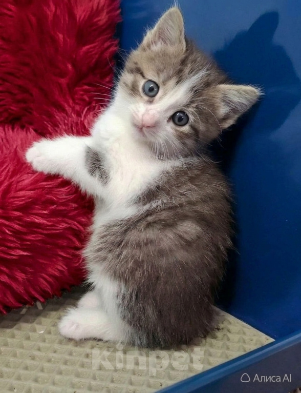Кошки в Санкт-Петербурге: Котёнок девочка 2 мес. Девочка, Бесплатно - фото 1