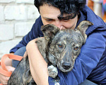 Собаки в Рязани: Мира - собака фенотипа каи. Девочка, Бесплатно - фото 3