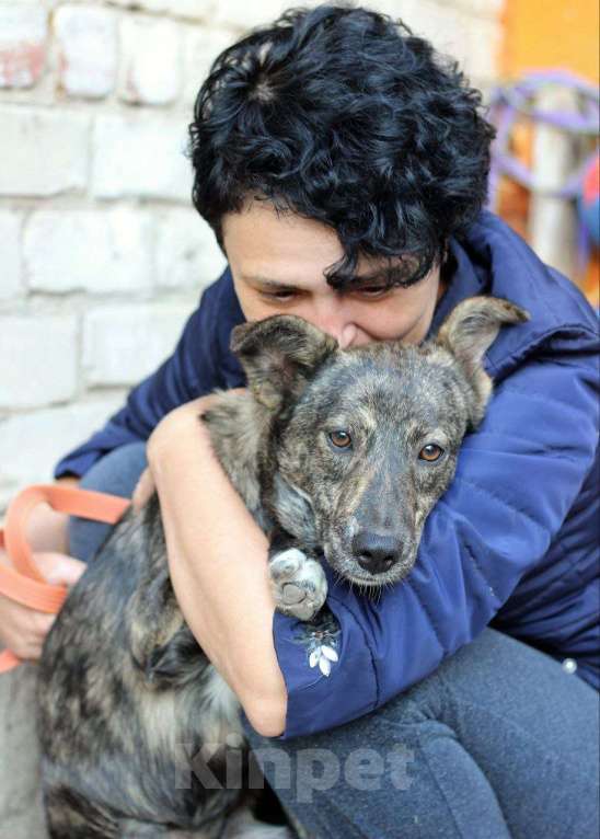 Собаки в Рязани: Мира - собака фенотипа каи. Девочка, Бесплатно - фото 3