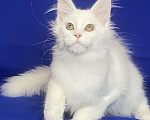 Кошки в Фокино: Котик мейн кун Мальчик, 40 000 руб. - фото 1