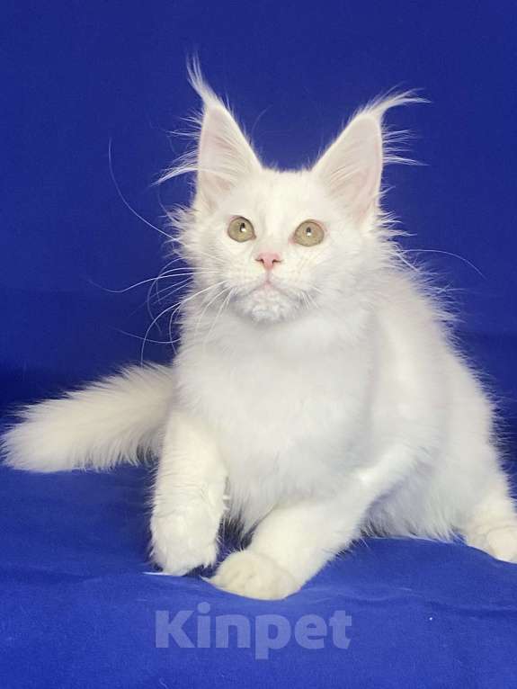 Кошки в Фокино: Котик мейн кун Мальчик, 40 000 руб. - фото 1
