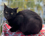 Кошки в Москве: Кася – шикарная 5 мес кошка для истинных ценителей Девочка, Бесплатно - фото 4