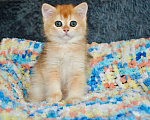 Кошки в Краснодаре: Золотая британская девочка Девочка, 30 000 руб. - фото 4