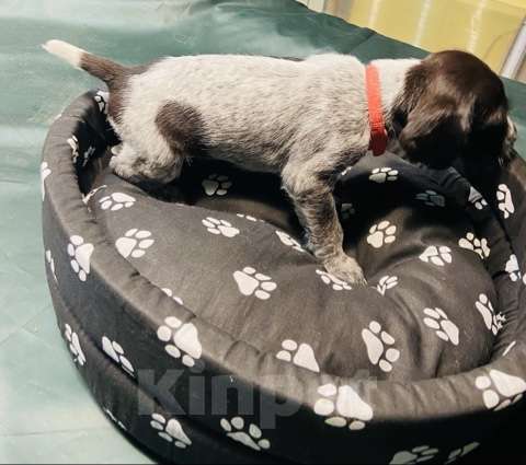 Собаки в Соли-Илецке: Продажа щенков . Мальчик, Бесплатно - фото 1