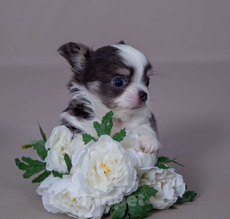 Собаки в Богдане: Щенки чихуахуа  Девочка, 35 000 руб. - фото 7