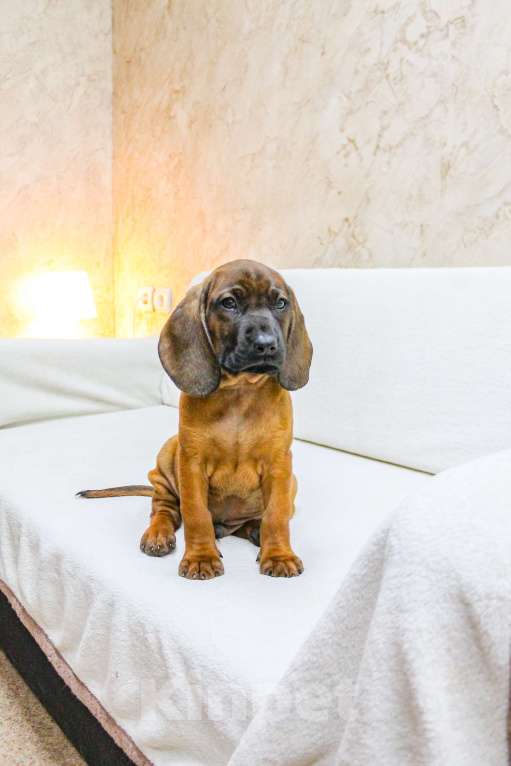 Собаки в Москве: Баварский принц Мальчик, Бесплатно - фото 4