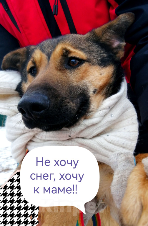 Собаки в Москве: Юхо! Молодой пес в добрые руки! Мальчик, Бесплатно - фото 2