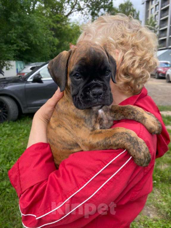 Собаки в Казани: Веселые боксерята Девочка, 50 000 руб. - фото 4