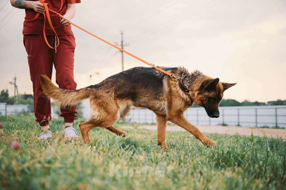 Собаки в Москве: Немецкая овчарка Земфира в приюте ищет дом Девочка, 10 руб. - фото 5