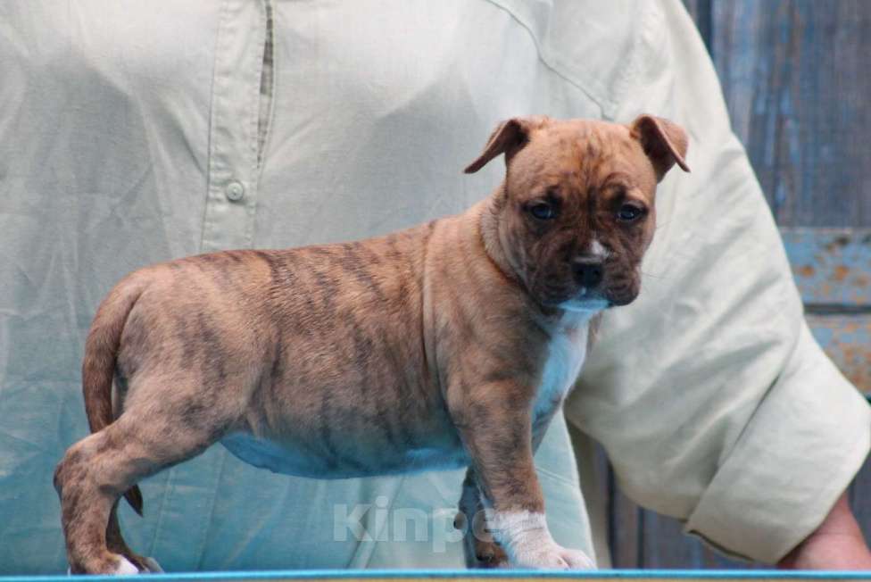 Собаки в Оренбурге: Unigo N.E.V. Urusvati Девочка, 100 000 руб. - фото 2