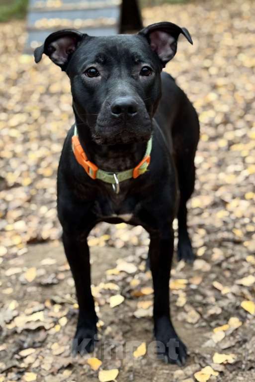 Собаки в Химках: Питбуль Джуна ищет дом Девочка, Бесплатно - фото 4