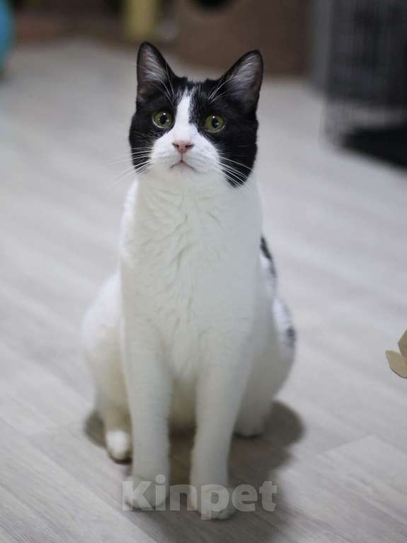 Кошки в Санкт-Петербурге: Бонифаций из приюта в добрые руки Мальчик, Бесплатно - фото 2