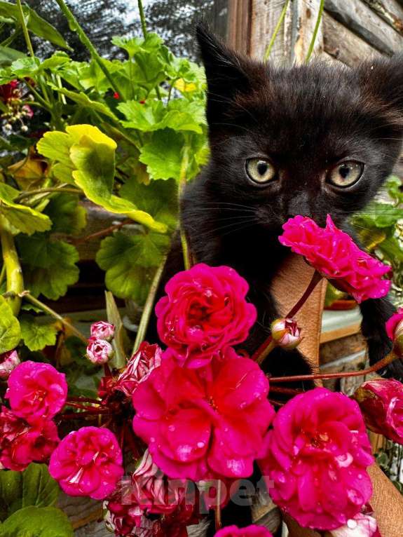 Кошки в Москве: Черный котёнок Вук ищет заботливых хозяев Мальчик, Бесплатно - фото 4